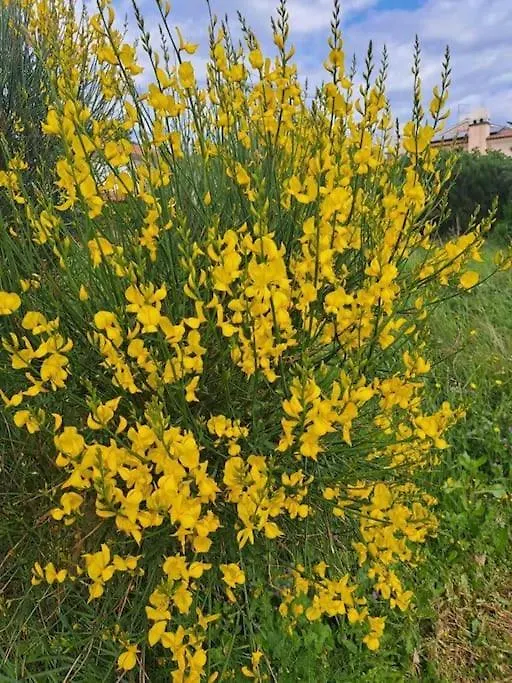 Apartment Laurus Premantura 0*,